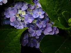 紫陽花