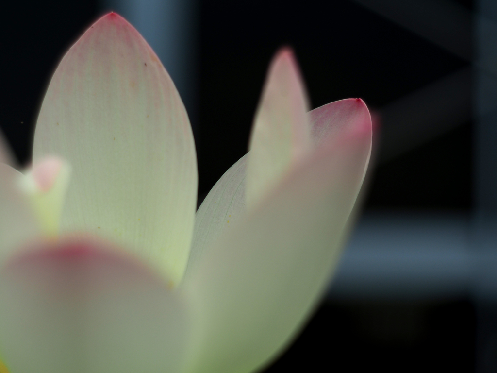 PENTACON50㎜ F1.8 MC