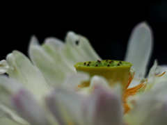 PENTACON50㎜ F1.8 MC