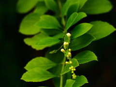 PENTACON50㎜ F1.8 MC