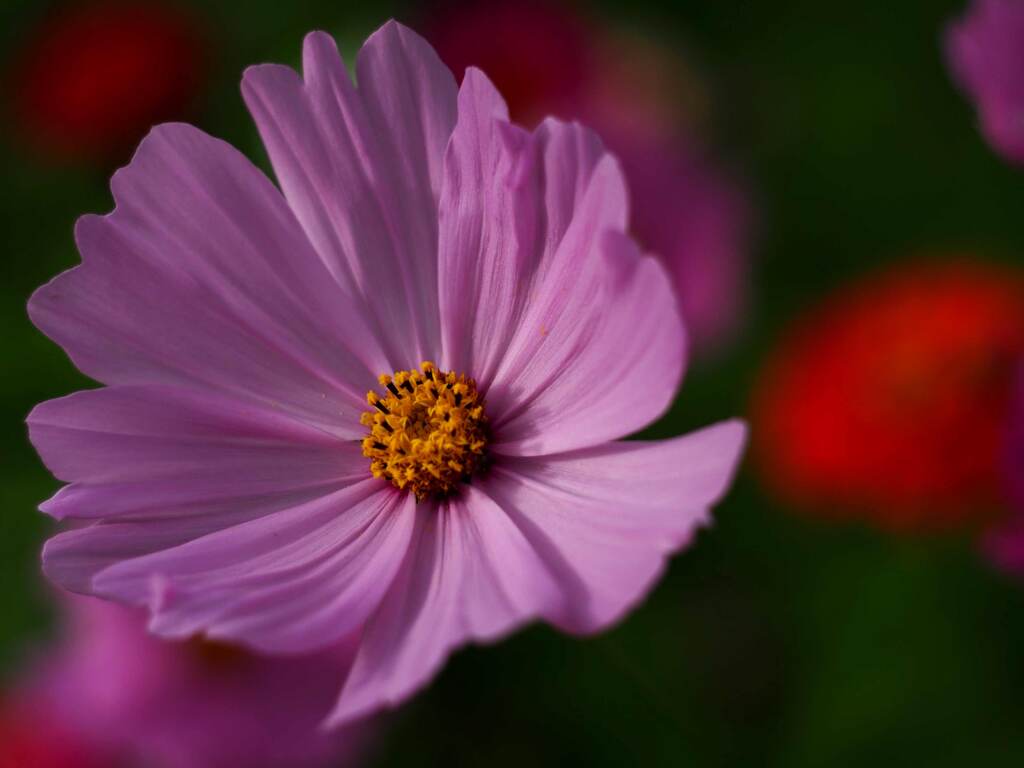 PENTACON50㎜ F1.8 MC