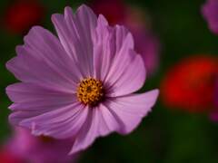 PENTACON50㎜ F1.8 MC