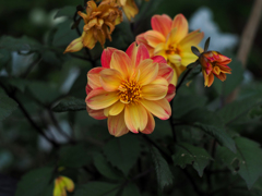 PENTACON 50㎜ F1.8 MC