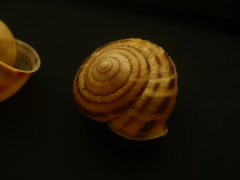 PENTACON50㎜ F1.8 MC
