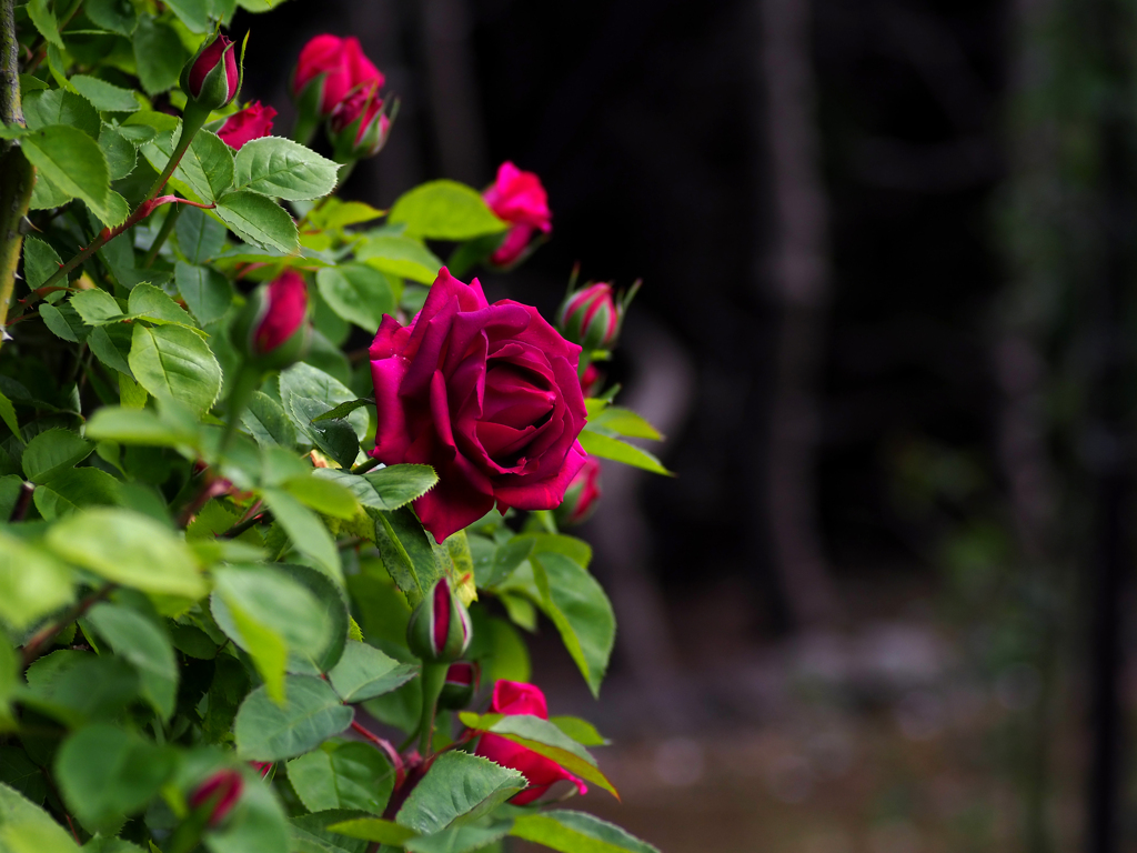 日比谷花壇大船フラワーセンター