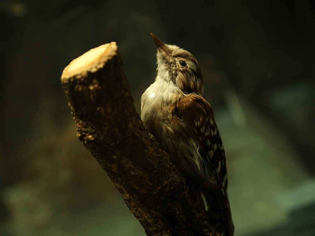 キバシリの剥製