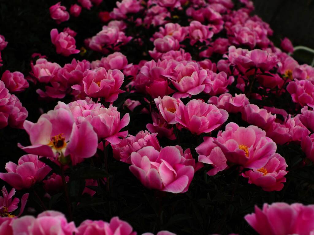 Flektogon 35㎜ F2.4