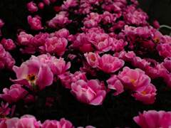 Flektogon 35㎜ F2.4