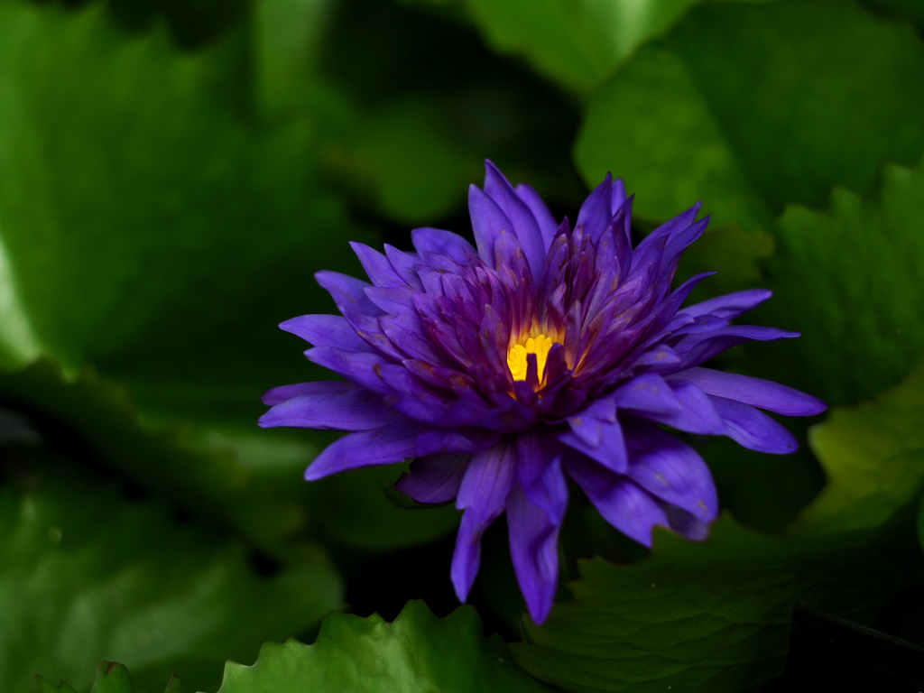 PENTACON50㎜ F1.8 MC