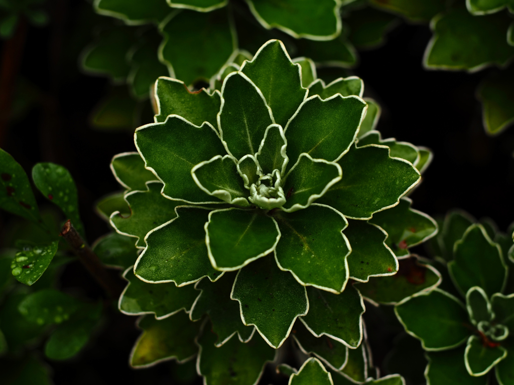 PENTACON50㎜ F1.8 MC