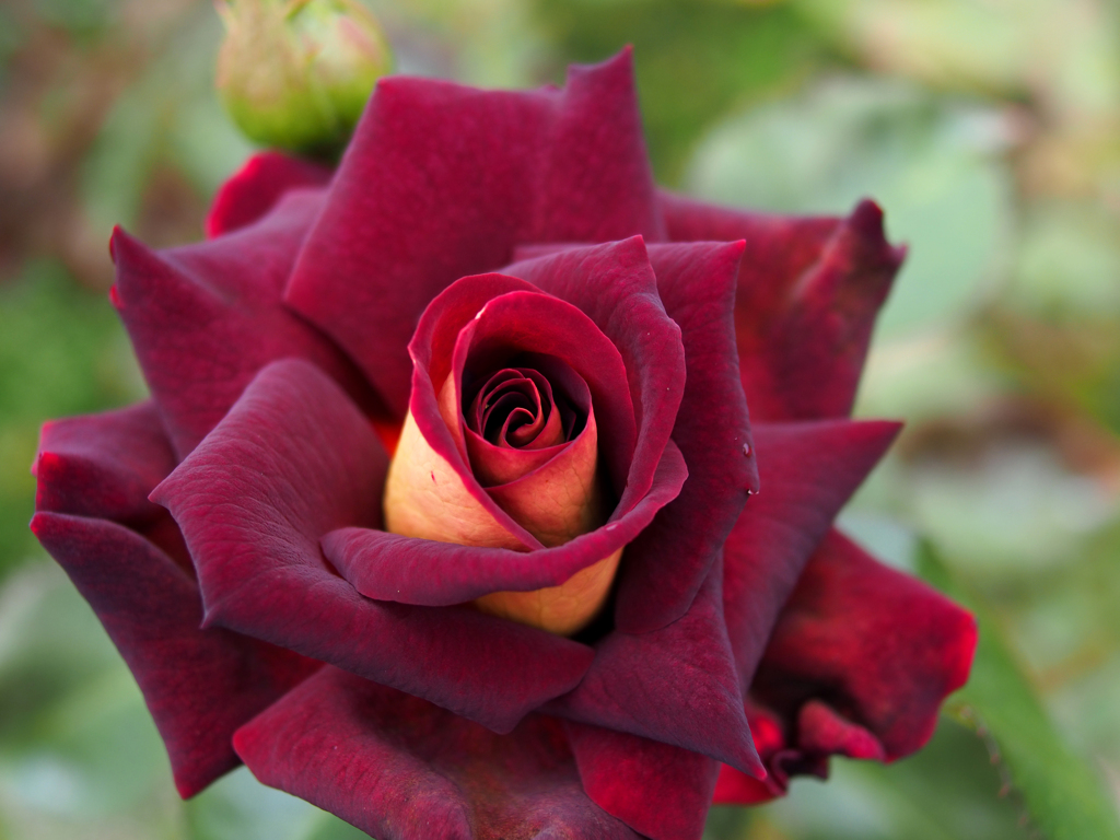 薔薇