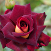 薔薇