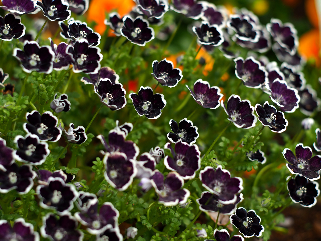 PENTACON50㎜ F1.8 MC