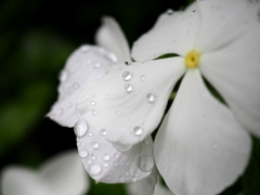 日比谷花壇大船フラワーセンター