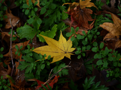 Sonnar135㎜ F4 エキザクタマウント