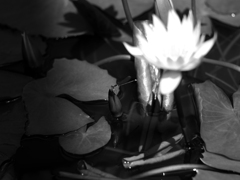 PENTACON50㎜ F1.8 MC