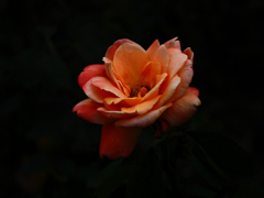 薔薇