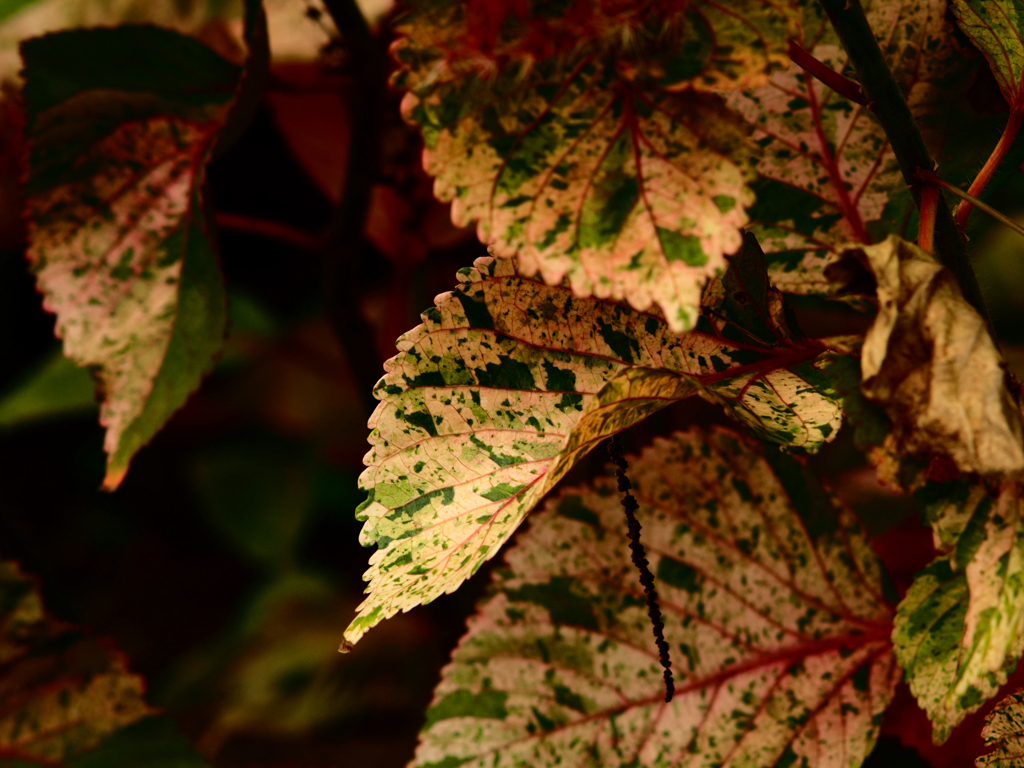 Sonnar135㎜ F4 エキザクタマウント