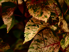 Sonnar135㎜ F4 エキザクタマウント