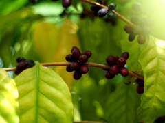 PENTACON50㎜ F1.8 MC