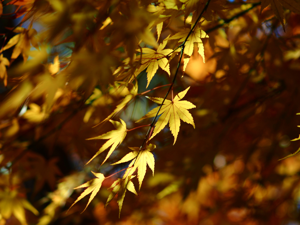 Sonnar135㎜ F4 エキザクタマウント