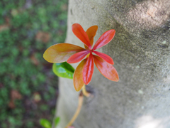 日比谷花壇大船フラワーセンター