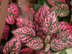 日比谷花壇大船フラワーセンター