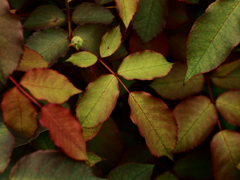 PENTACON50㎜ F1.8 MC