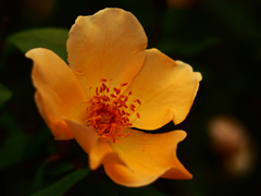 PENTACON50㎜ F1.8 MC