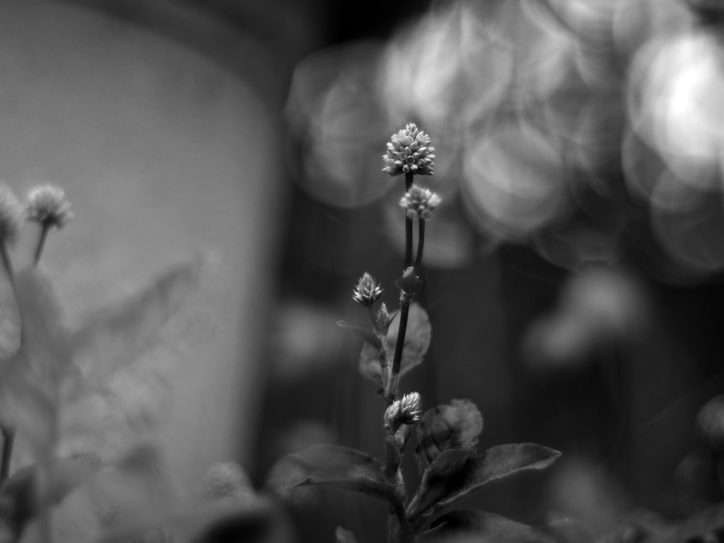 PENTACON 50㎜ F1.8 MC