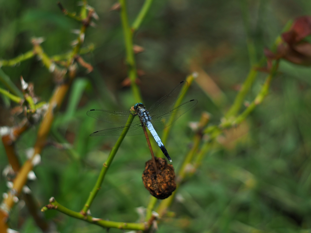 PENTACON50㎜ F1.8 MC