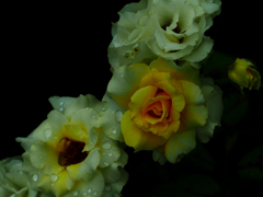 PENTACON50㎜ F1.8 MC