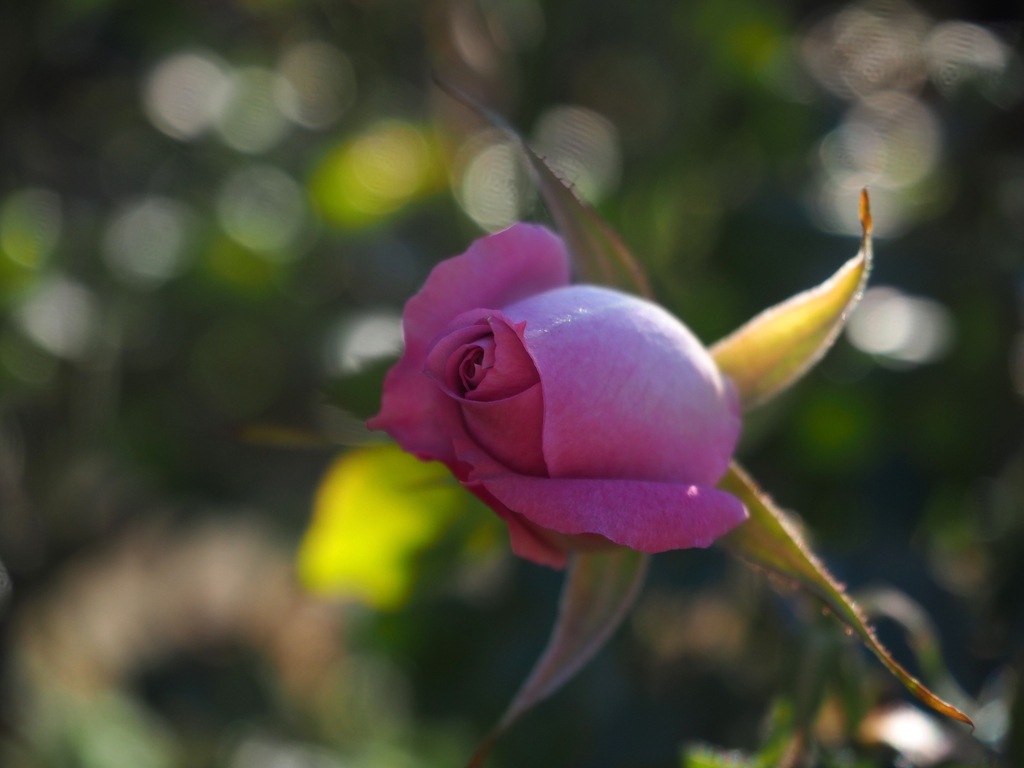 日比谷花壇大船フラワーセンター