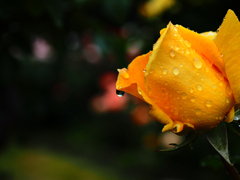 雨濡薔薇