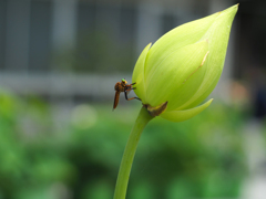 PENTACON 50㎜ F1.8 MC