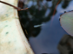 日比谷花壇大船フラワーセンター