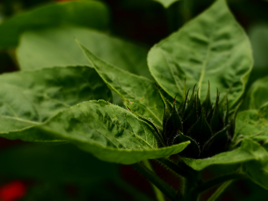 PENTACON50㎜ F1.8 MC