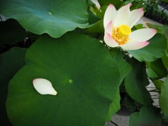 日比谷花壇大船フラワーセンター