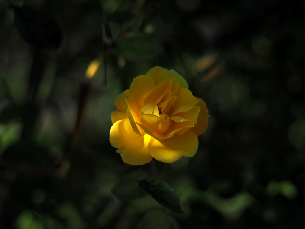 PENTACON50㎜ F1.8 MC