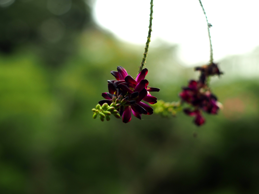 PENTACON50㎜ F1.8 MC