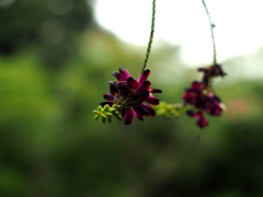 PENTACON50㎜ F1.8 MC