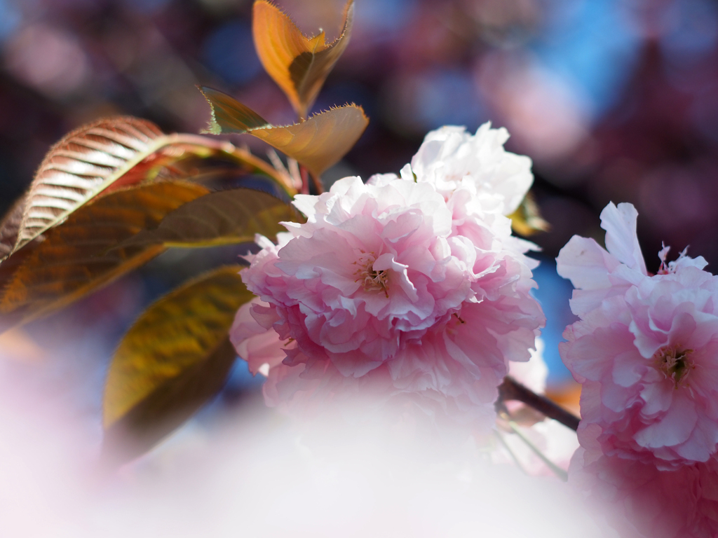 PENTACON50㎜ F1.8 MC