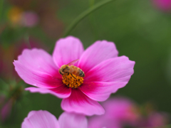 PENTACON50㎜ F1.8 MC