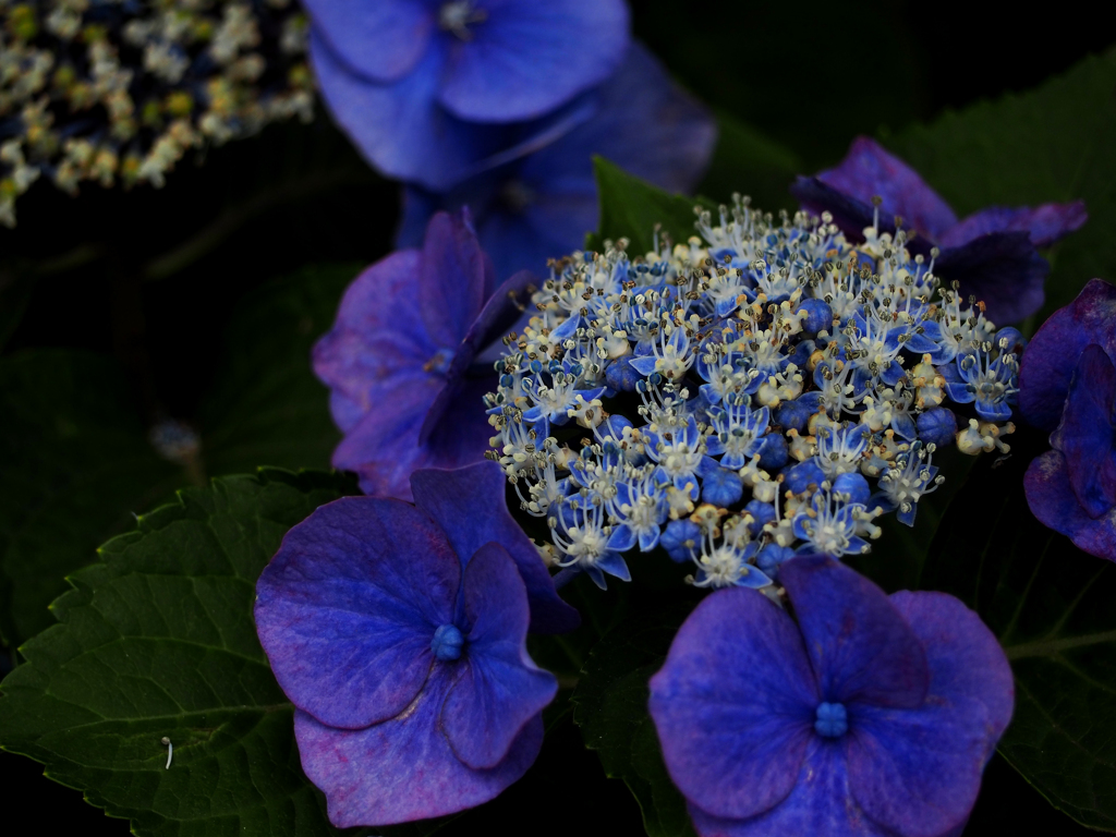 紫陽花