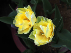 日比谷花壇大船フラワーセンター