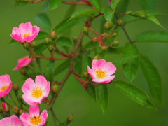 日比谷花壇大船フラワーセンター