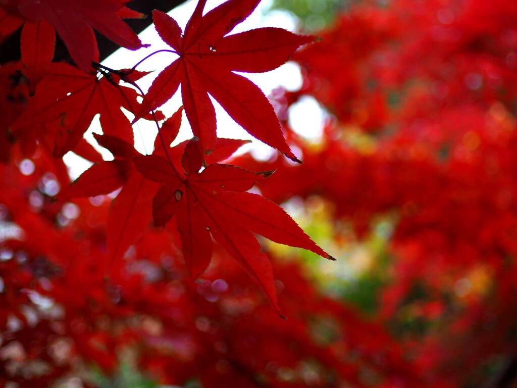 紅葉