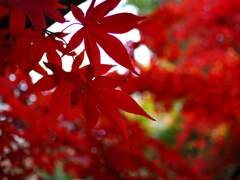 紅葉