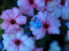 PENTACON50㎜ F1.8 MC