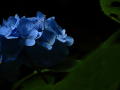 紫陽花